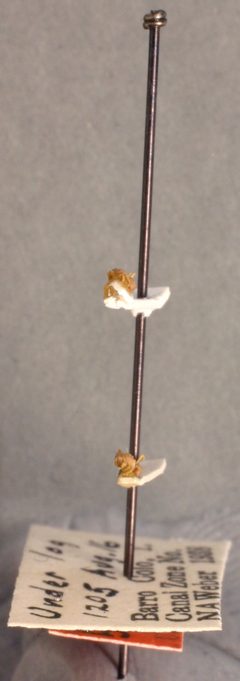 Cyphomyrmex rimosus breviscapus by the Smithsonian. Used under a CC0 license.