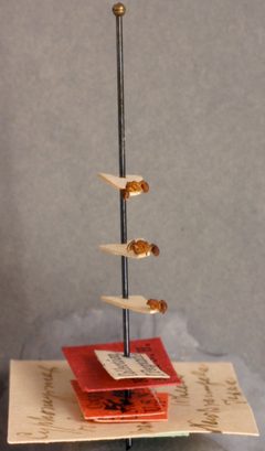 Cyphomyrmex rimosus var. comalensis by the Smithsonian. Used under a CC0 license.