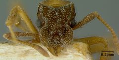 Cyphomyrmex rimosus curiapensis by the Smithsonian. Used under a CC0 license.