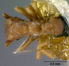 Cyphomyrmex rimosus breviscapus by the Smithsonian. Used under a CC0 license.