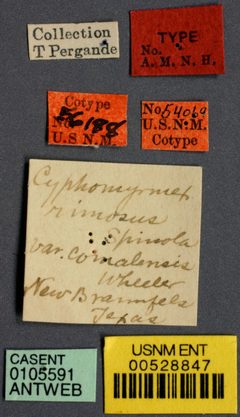 Cyphomyrmex rimosus var. comalensis by the Smithsonian. Used under a CC0 license.