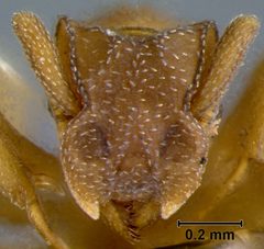 Cyphomyrmex rimosus breviscapus by the Smithsonian. Used under a CC0 license.