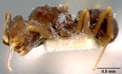 Cyphomyrmex rimosus var. atrata by the Smithsonian. Used under a CC0 license.