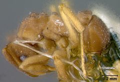 Cyphomyrmex rimosus breviscapus by the Smithsonian. Used under a CC0 license.