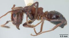 Dolichoderus mariae davisi by the Smithsonian. Used under a CC0 license.