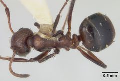 Dolichoderus mariae davisi by the Smithsonian. Used under a CC0 license.