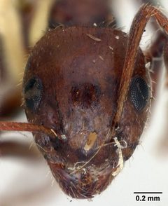 Dolichoderus mariae davisi by the Smithsonian. Used under a CC0 license.
