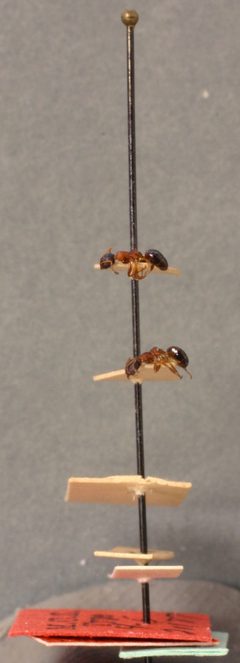 Dolichoderus plagiatus var. inornatus by the Smithsonian. Used under a CC0 license.