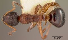Dolichoderus plagiatus var. inornatus by the Smithsonian. Used under a CC0 license.