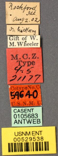 Dolichoderus plagiatus var. inornatus by the Smithsonian. Used under a CC0 license.