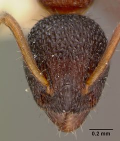 Dolichoderus plagiatus var. inornatus by the Smithsonian. Used under a CC0 license.