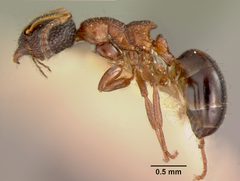 Dolichoderus plagiatus var. inornatus by the Smithsonian. Used under a CC0 license.