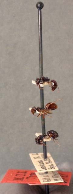 Dolichoderus taschenbergi var. gagates by the Smithsonian. Used under a CC0 license.