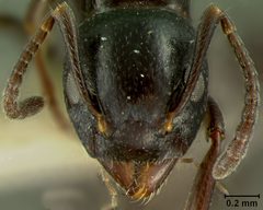 Dolichoderus taschenbergi var. gagates by the Smithsonian. Used under a CC0 license.