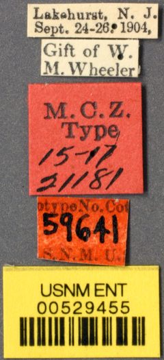 Dolichoderus taschenbergi var. gagates by the Smithsonian. Used under a CC0 license.