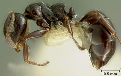 Dolichoderus taschenbergi var. gagates by the Smithsonian. Used under a CC0 license.