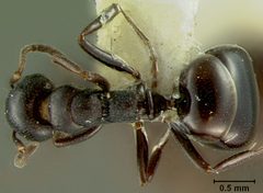 Dolichoderus taschenbergi var. gagates by the Smithsonian. Used under a CC0 license.
