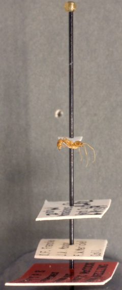 Dorymyrmex flavus by the Smithsonian. Used under a CC0 license.
