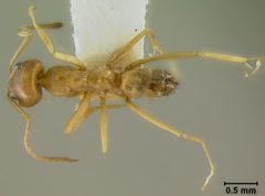 Dorymyrmex flavus by the Smithsonian. Used under a CC0 license.