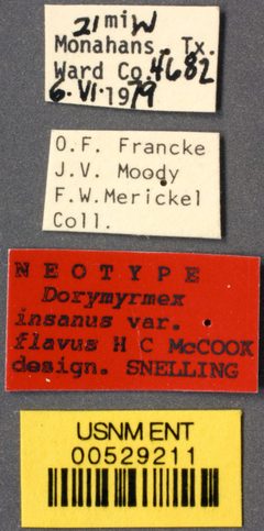 Dorymyrmex flavus by the Smithsonian. Used under a CC0 license.