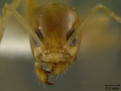 Dorymyrmex flavus by the Smithsonian. Used under a CC0 license.