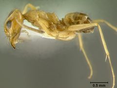 Dorymyrmex flavus by the Smithsonian. Used under a CC0 license.