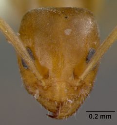 Forelius foetidus keiferi by the Smithsonian. Used under a CC0 license.