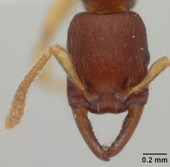 Gnamptogenys boliviensis by the Smithsonian. Used under a CC0 license.