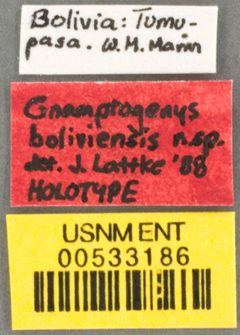 Gnamptogenys boliviensis by the Smithsonian. Used under a CC0 license.