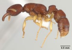 Gnamptogenys boliviensis by the Smithsonian. Used under a CC0 license.