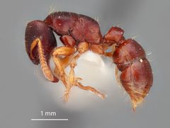 Gnamptogenys stellae by the Smithsonian. Used under a CC0 license.