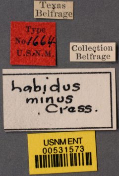 Labidus minor by the Smithsonian. Used under a CC0 license.