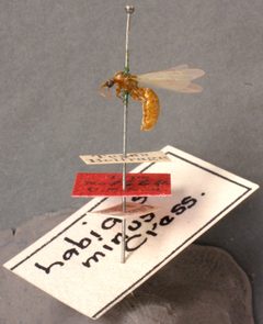 Labidus minor by the Smithsonian. Used under a CC0 license.