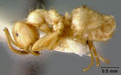 Lasius (Acanthomyops) interjectus californicus by the Smithsonian. Used under a CC0 license.