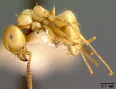 Lasius (Acanthomyops) interjectus arizonicus by the Smithsonian. Used under a CC0 license.