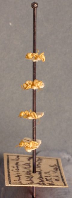 Lasius (Acanthomyops) interjectus californicus by the Smithsonian. Used under a CC0 license.