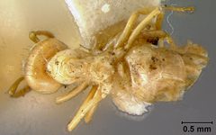 Lasius (Acanthomyops) interjectus californicus by the Smithsonian. Used under a CC0 license.