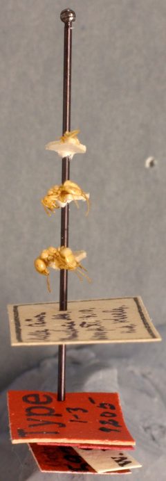 Lasius (Acanthomyops) interjectus arizonicus by the Smithsonian. Used under a CC0 license.