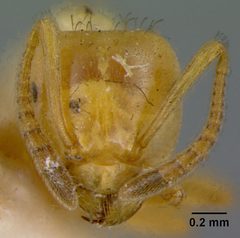 Lasius (Acanthomyops) interjectus californicus by the Smithsonian. Used under a CC0 license.