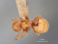 Lasius speculiventris by the Smithsonian. Used under a CC0 license.