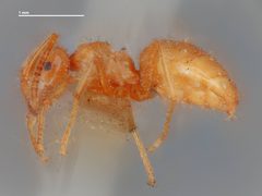 Lasius speculiventris by the Smithsonian. Used under a CC0 license.