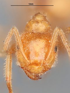 Lasius speculiventris by the Smithsonian. Used under a CC0 license.