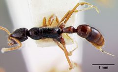 Leptogenys (Lobopelta) navua by the Smithsonian. Used under a CC0 license.