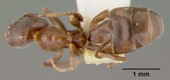 Liometopum apiculatum luctuosum by the Smithsonian. Used under a CC0 license.
