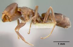 Liometopum apiculatum luctuosum by the Smithsonian. Used under a CC0 license.