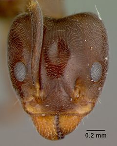 Liometopum apiculatum luctuosum by the Smithsonian. Used under a CC0 license.