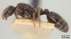Monomorium minimum cyaneum by the Smithsonian. Used under a CC0 license.