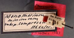 Monomorium minimum compressum by the Smithsonian. Used under a CC0 license.
