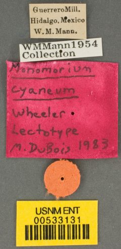 Monomorium minimum cyaneum by the Smithsonian. Used under a CC0 license.