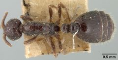 Monomorium minimum cyaneum by the Smithsonian. Used under a CC0 license.